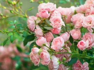 Pruning Roses | David Domoney | Love The Garden