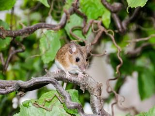 Comment Se Debarrasser Des Souris La Pause Jardin