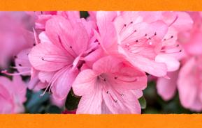 Rosa Blühpflanze in orangem Rahmen