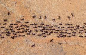 Ameisenkolonie wandert in eine Richtung