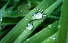 Fußabdruck aus Wassertropfen auf Blatt