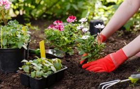 Blumen in Beet einpflanzen