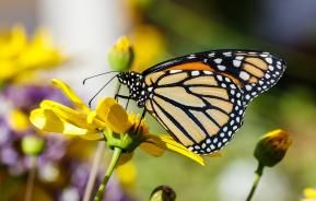 Schmetterling auf gelber Blume