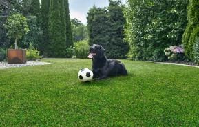 Schwarzer Labrador liegt mit Fußball auf Rasen