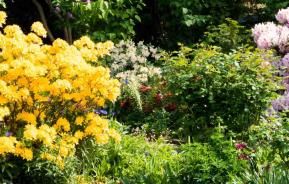 blühender Azaleen und Rhododendron im Garten