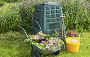 Green Dalek bin in front of purple salvia