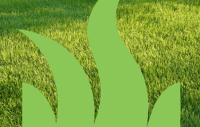 lawn