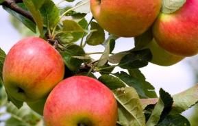 How to grow & care for apple trees