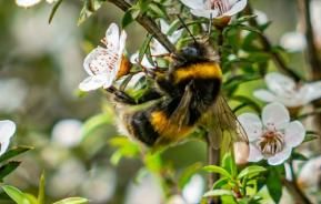 best australian native plants for bees and pollinators