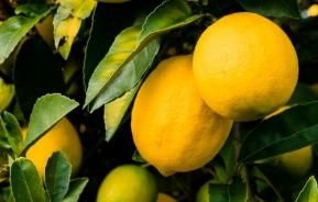 Common Citrus Pest & Disease