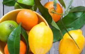 Essential Guide to Growing Citrus