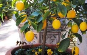 Companion Planting for Fruit & Citrus Trees