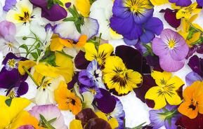 Edible Flowers