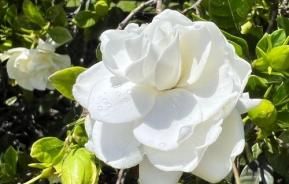 Gardenia