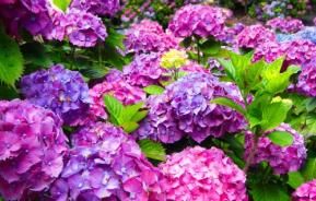 Hydrangea best varieties