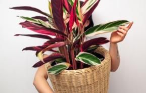 top indoor plant trends this year