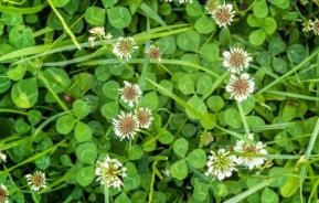 Clover Weed