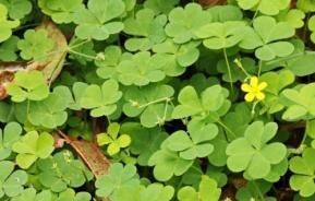 Oxalis Weed