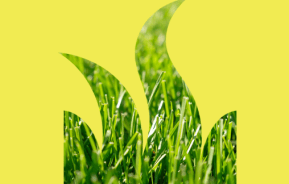 Lawn