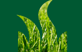 Lawn