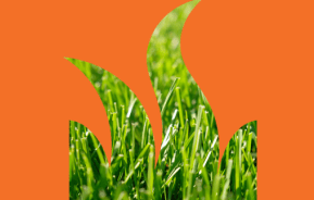 Lawn