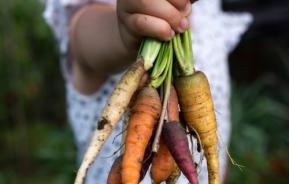 mini fruit and vege