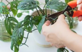 Plant Propagation: Learn How to Propagate Plants