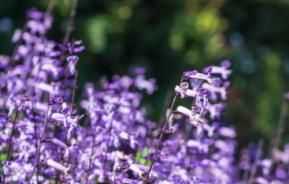 15 Shade Loving Plants That’ll Brighten Up Your Garden 