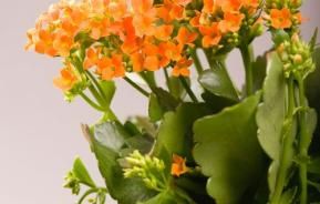 Colourful Indoor Plants For Your Home