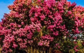 crepe myrtle tree