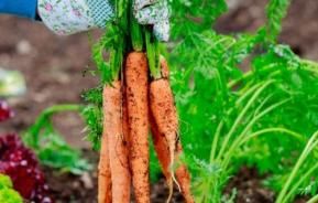 Tips For Growing Healthy Plants & Veggies