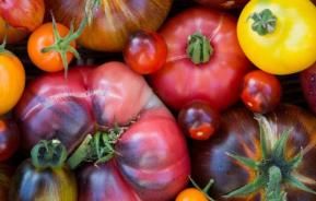 heirloom tomatoes