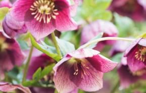Winter Flowers