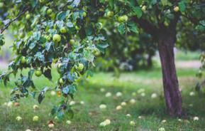 Gevallen appelen aan de boom - Love the garden