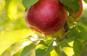 Fruit van eigen bodem