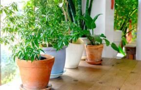 Entretien plantes d'intérieur: conseils faciles | Ilovemygarden