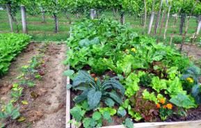 Grond voorbereiden in de moestuin - Tips en advies