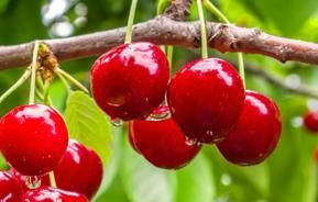 Bescherm je fruitbomen tegen insecten