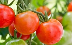 Zelf tomaten kweken en kruiden zaaien