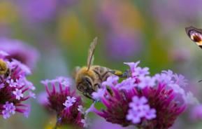 Een tuin vol vlinders