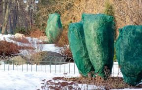 Topf- und Kübelpflanzen überwintern