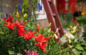 Blühende Gartenblumen