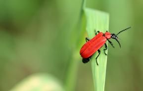 kleiner roter Käfer