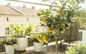 Balkon mit Zitronenbaum