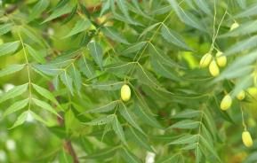 Neem Baum mit Früchten