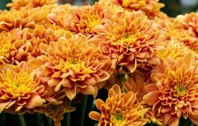 Chrysanthemen