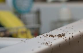 Ameisen in der Küche