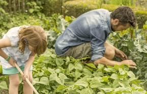 Bauerngarten - Pflanzung und Pflege