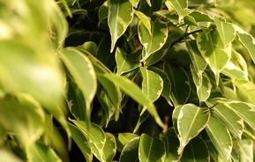 Birkenfeige - Ficus Benjamina 