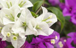 Bougainvillee